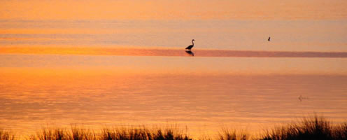 Δέλτα Καλαμά
